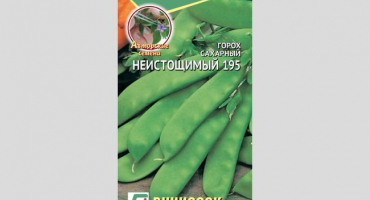 Jak správně pěstovat semenný hrách?